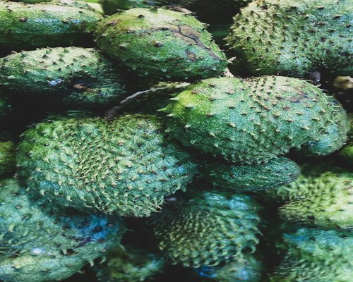 A whole guanabana showing its green spiky exterior